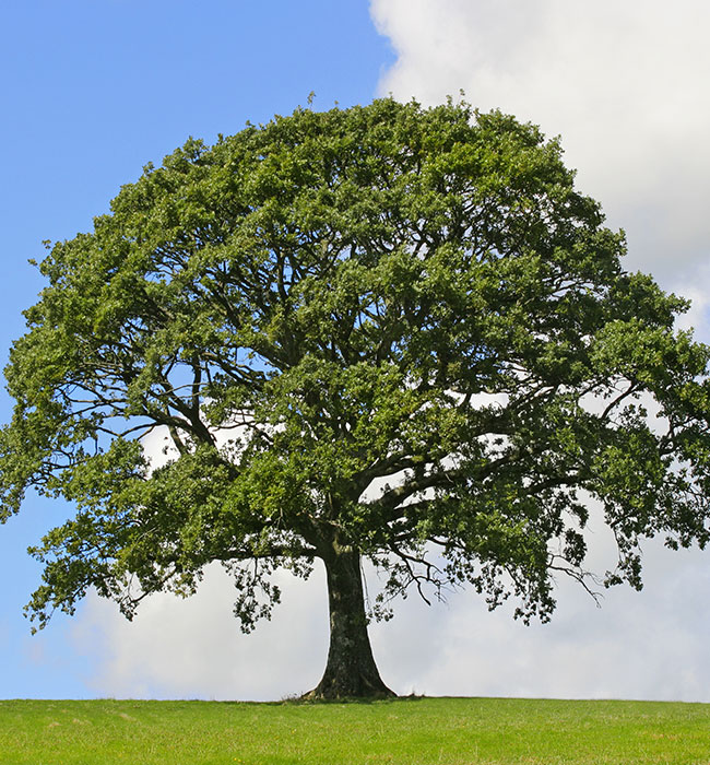 tree-health-img